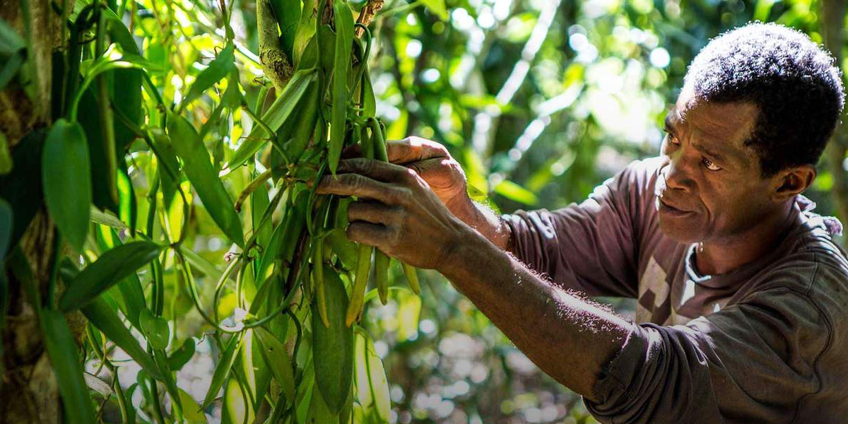 Farmers strike gold with vanilla