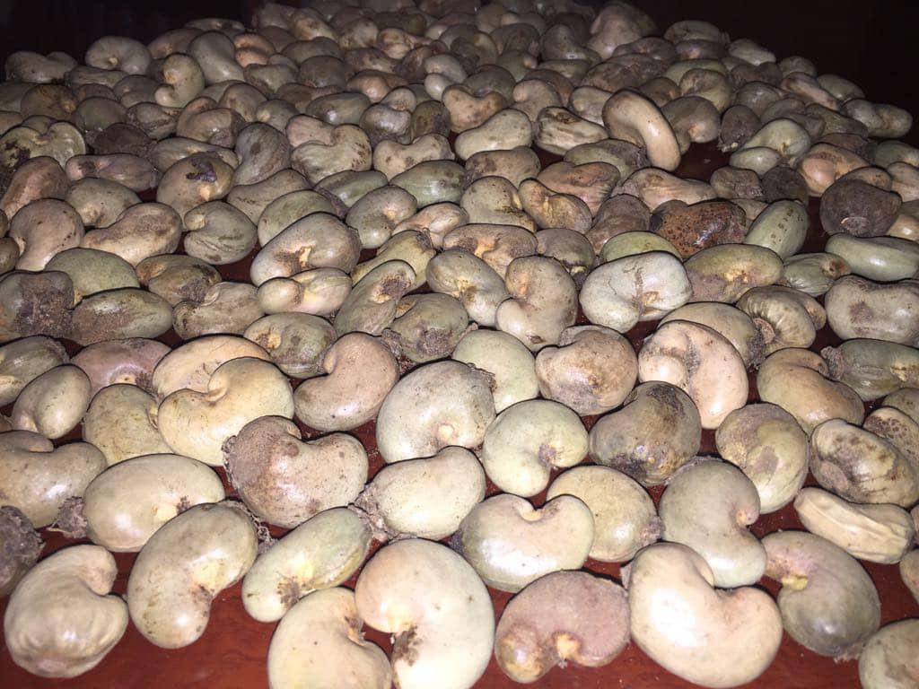 Raw Cashew Nuts