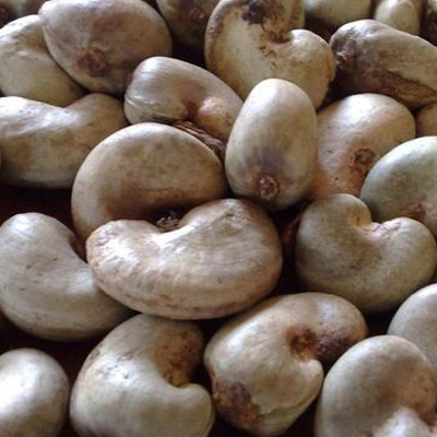 Raw Cashew Nuts